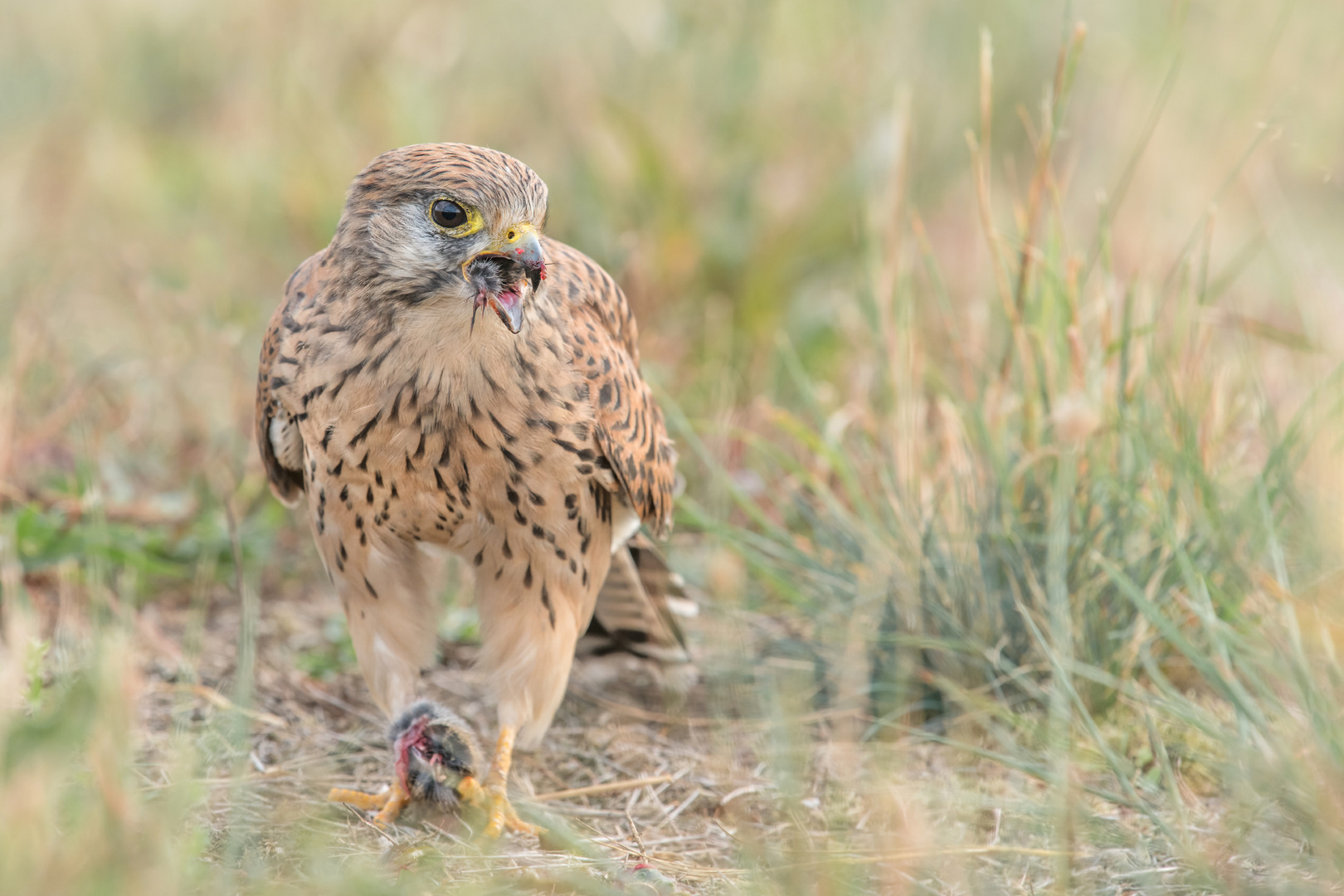 Turmfalke (Falco tinnunculus)