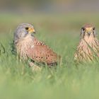 Turmfalke (Falco tinnunculus)