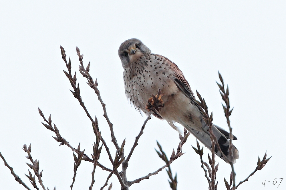 Turmfalke (Falco tinnunculus)