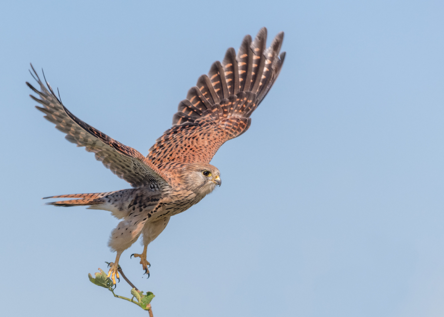 Turmfalke (Falco tinnunculus)