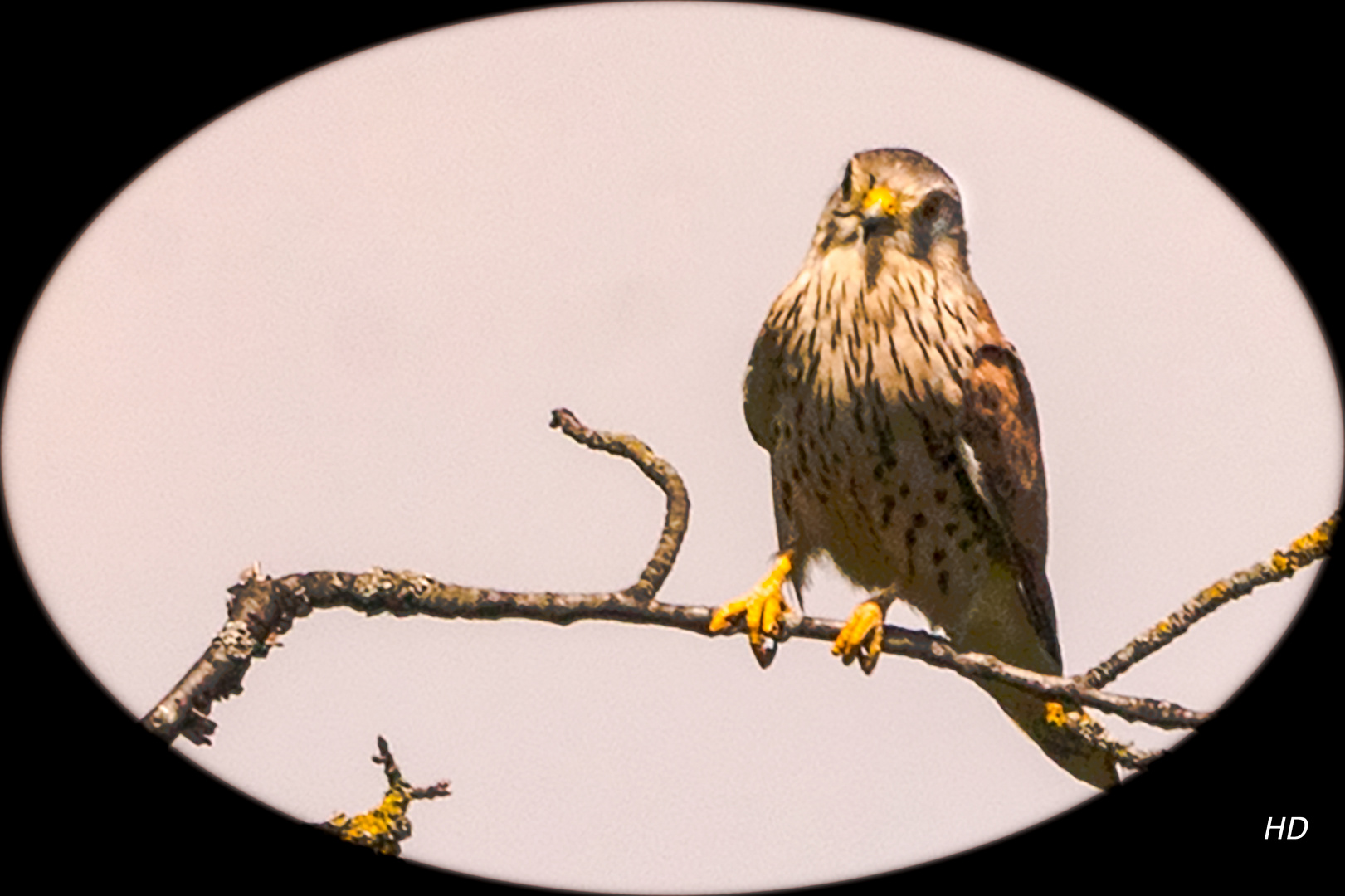 Turmfalke (Falco tinnunculus)