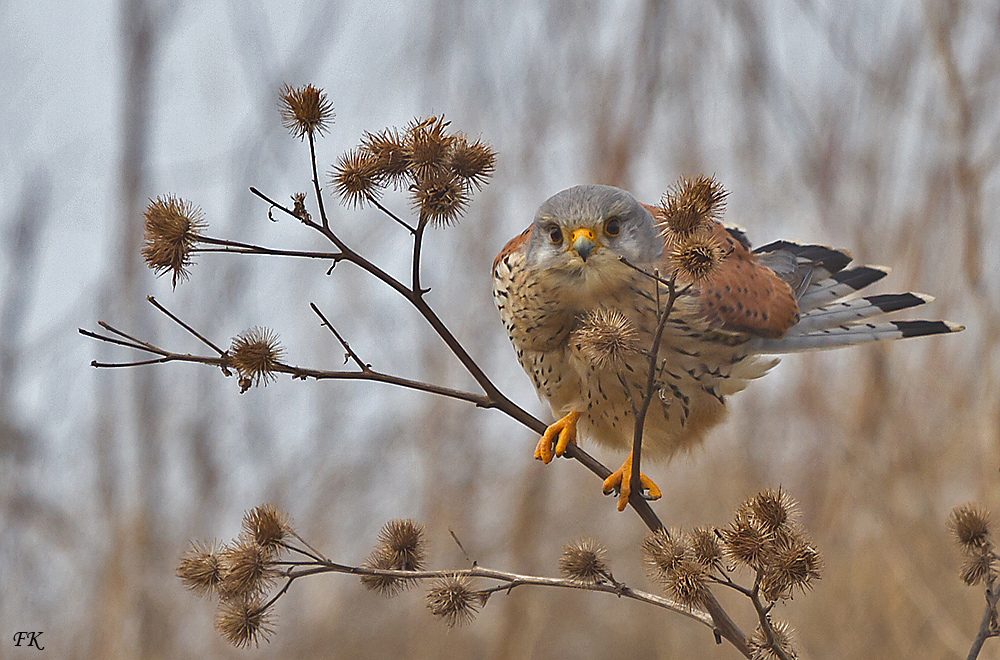 Turmfalke    ---   Falco tinnunculus