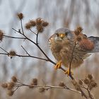 Turmfalke    ---   Falco tinnunculus