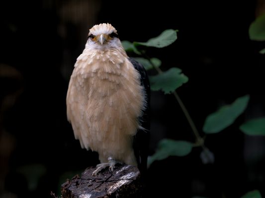 Turmfalke (Falco tinnunculus)