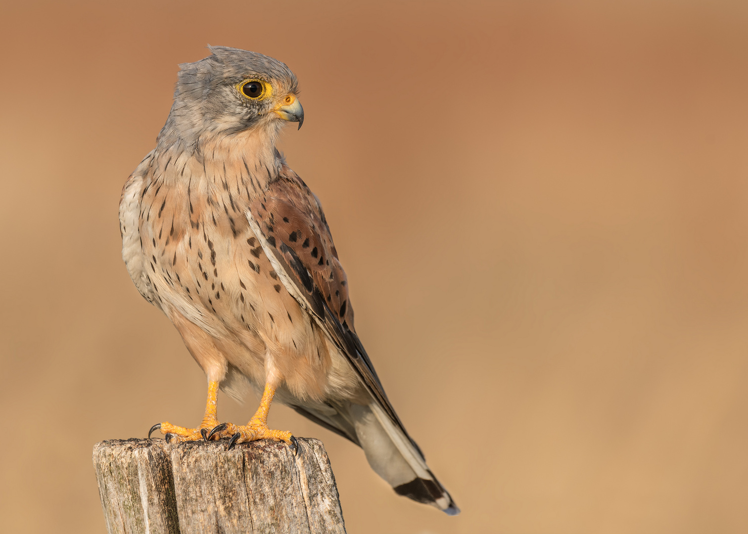 Turmfalke (Falco tinnunculus)