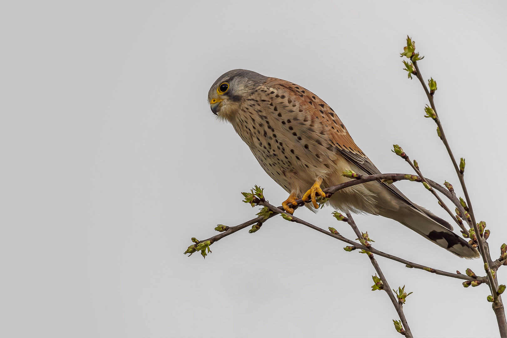 Turmfalke (Falco tinnunculus) 