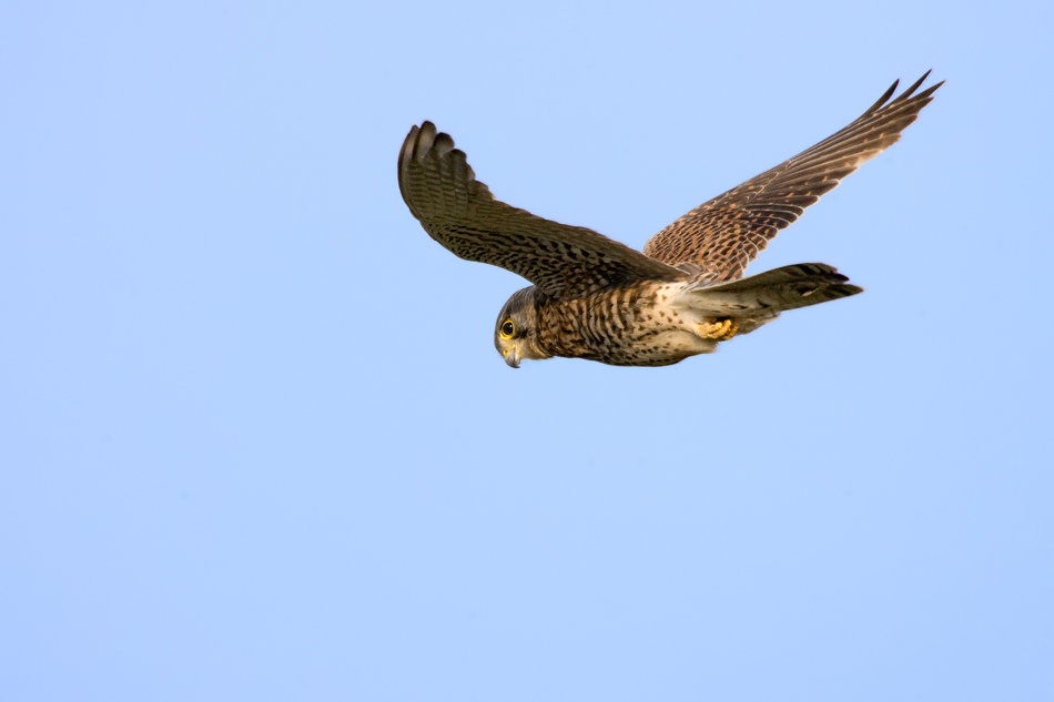 Turmfalke (Falco tinnunculus)