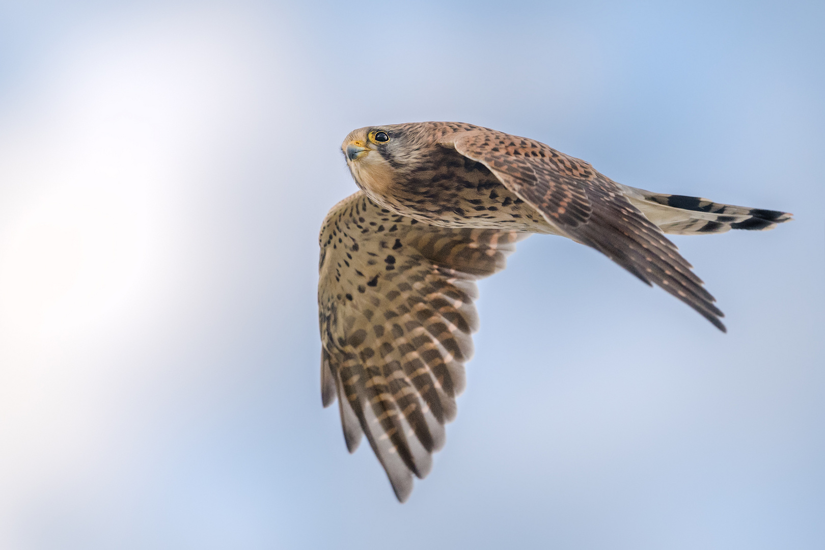 Turmfalke (Falco tinnunculus)