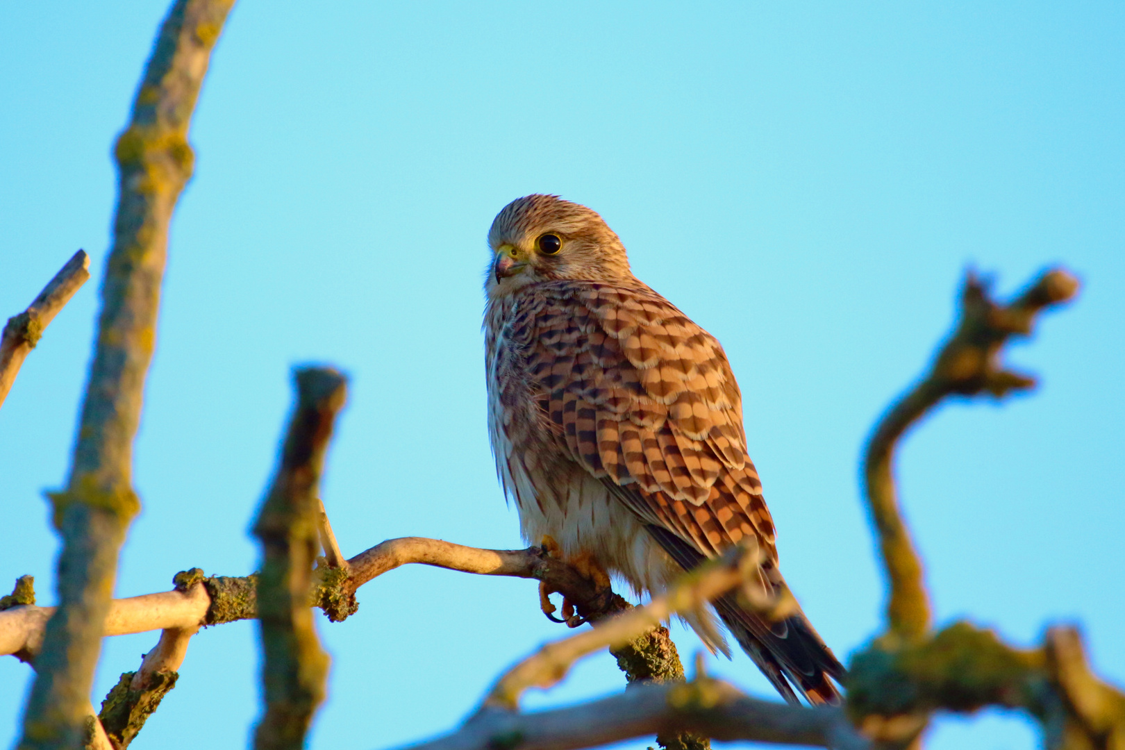 Turmfalke (Falco tinnunculus)