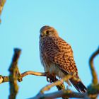 Turmfalke (Falco tinnunculus)