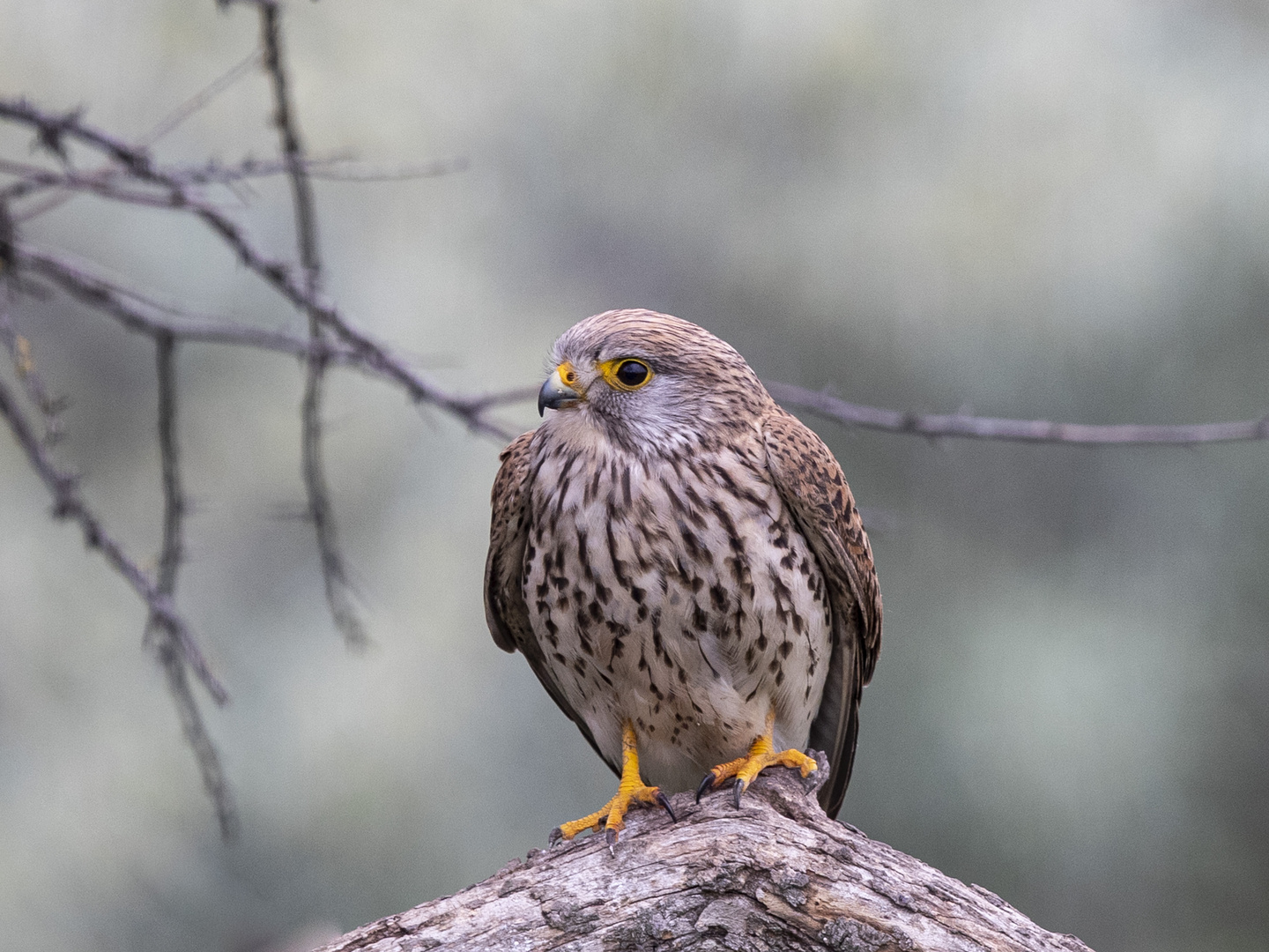 TURMFALKE (Falco tinnunculus)