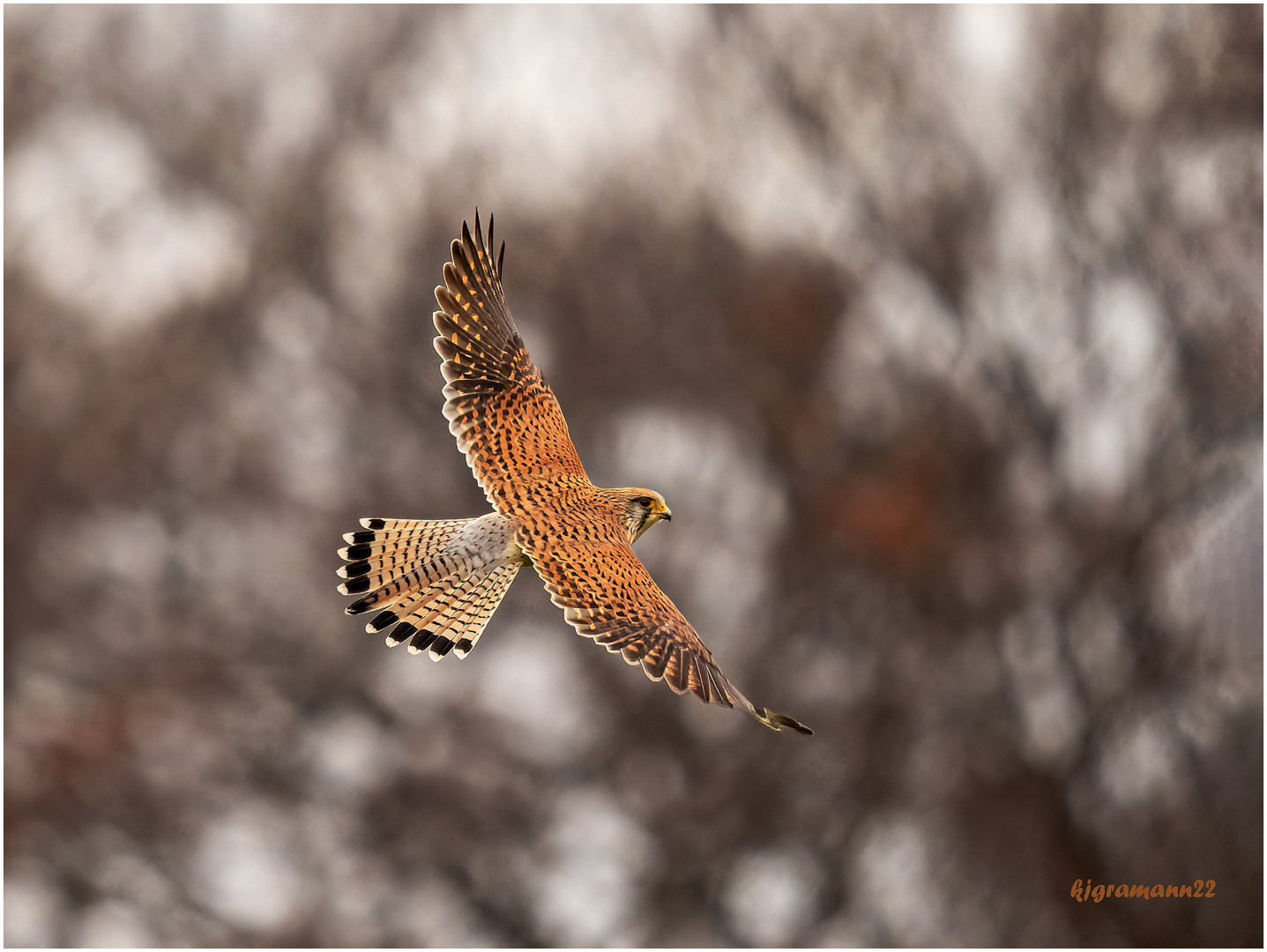 turmfalke (falco tinnunculus )  ....