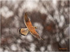 turmfalke (falco tinnunculus )  ....