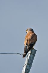 Turmfalke -  Falco tinnunculus
