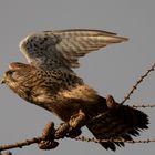 -Turmfalke (Falco tinnunculus)-
