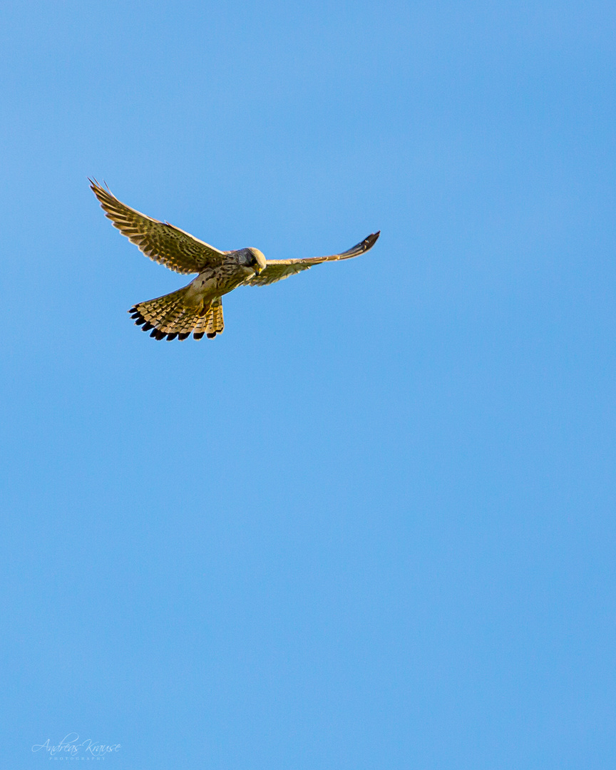 Turmfalke (Falco tinnunculus)