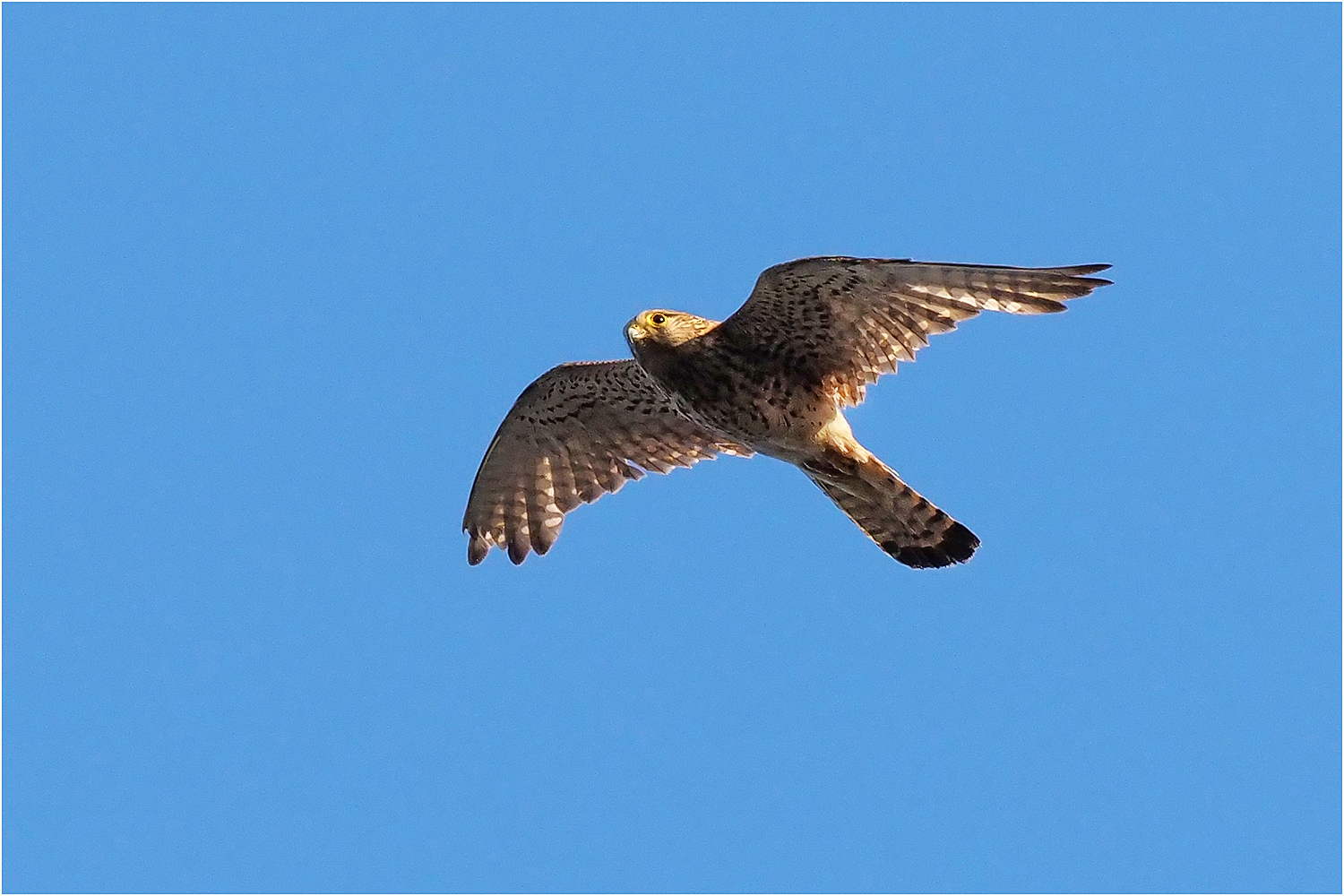 Turmfalke (Falco tinnunculus)