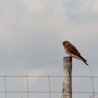 Turmfalke (Falco tinnunculus)...