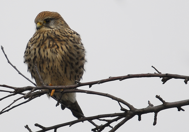 Turmfalke (Falco tinnunculus)