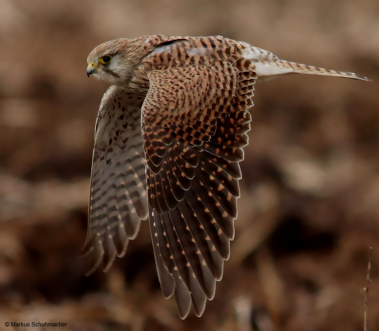 Turmfalke (Falco tinnunculus)