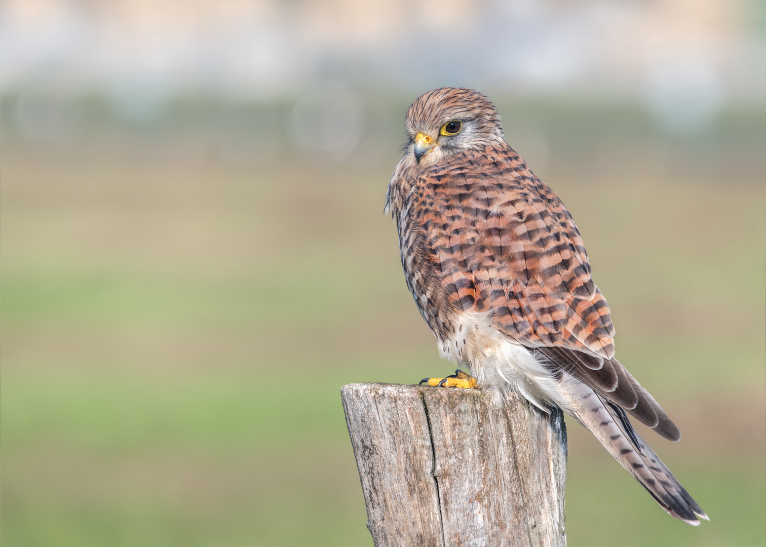 Turmfalke (Falco tinnunculus)