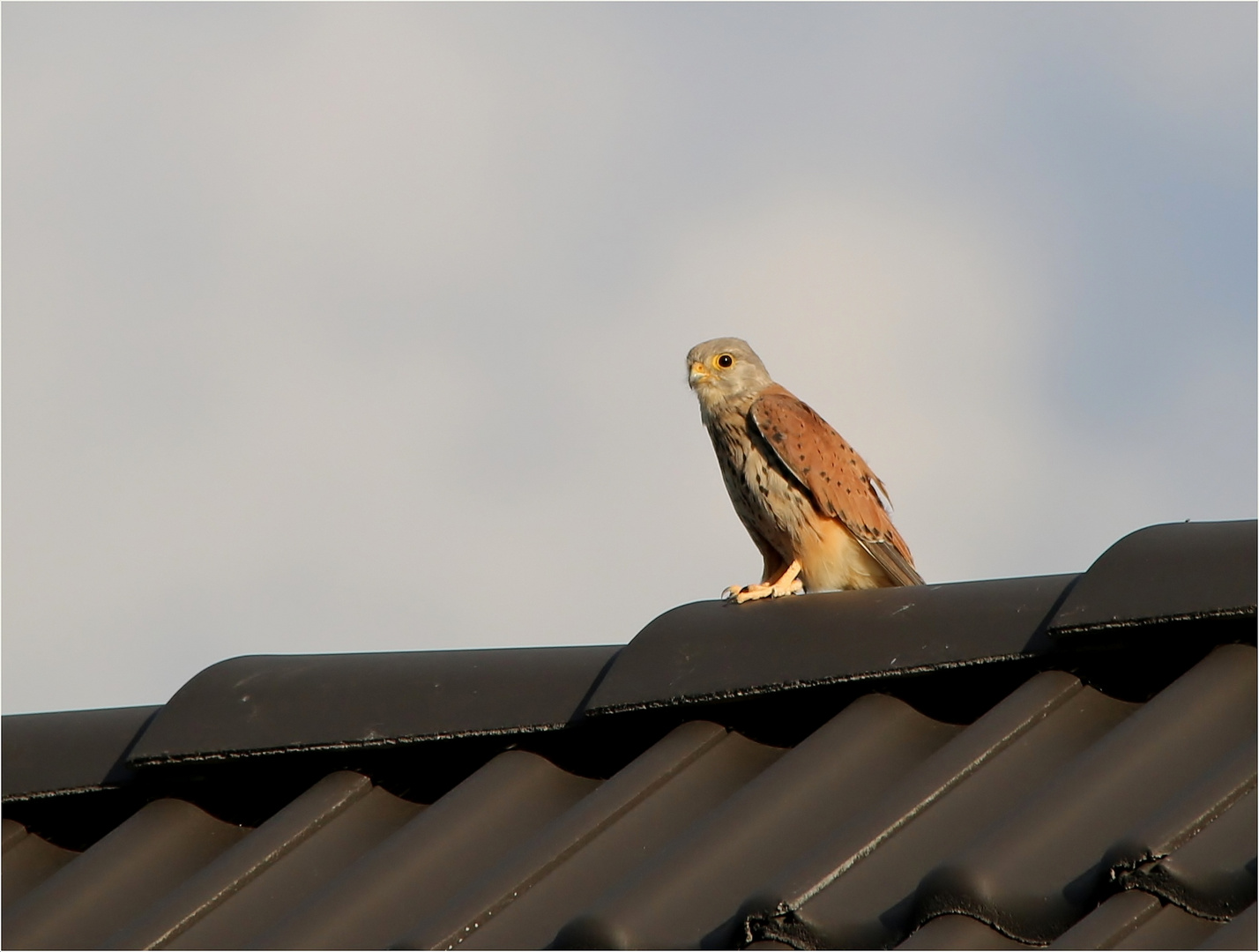 Turmfalke (Falco tinnunculus).