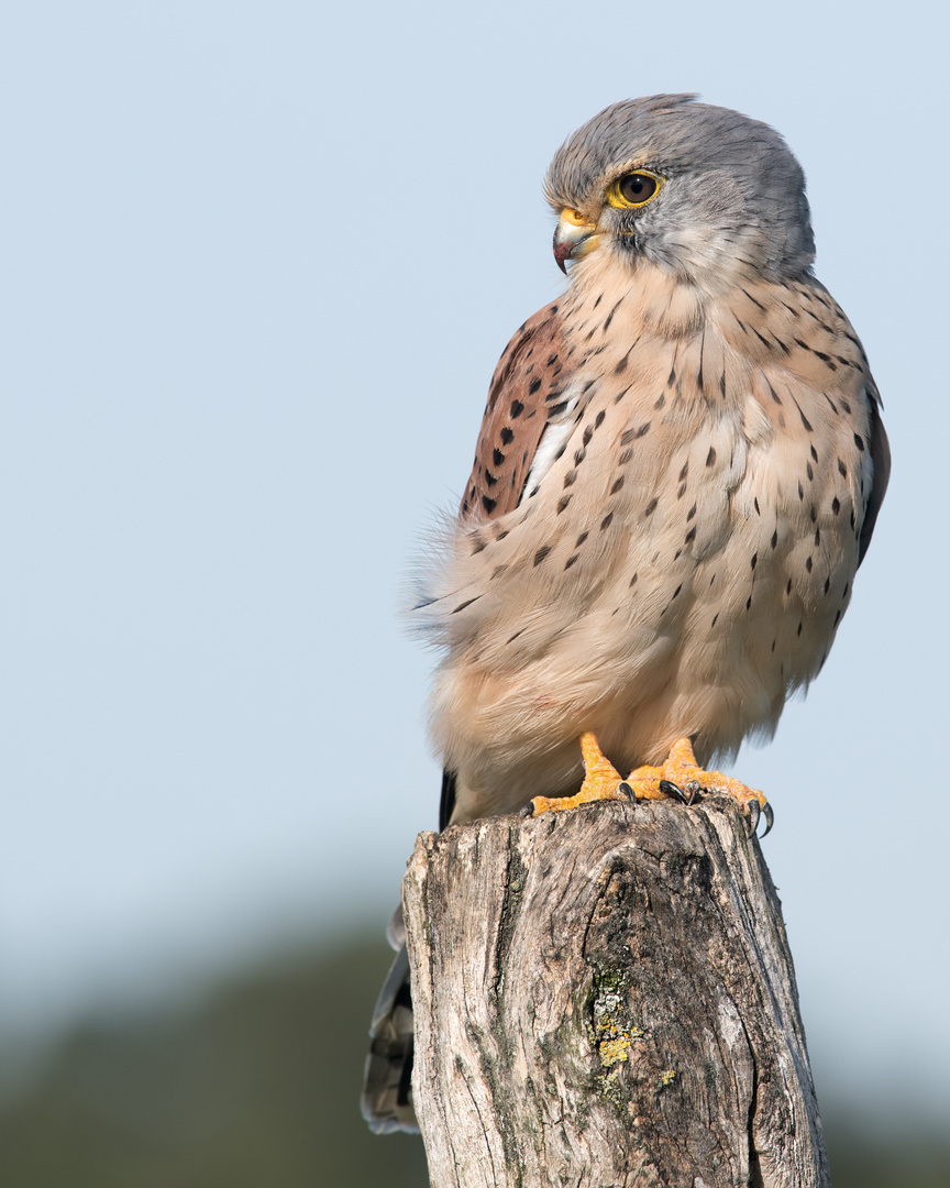 Turmfalke (Falco tinnunculus)