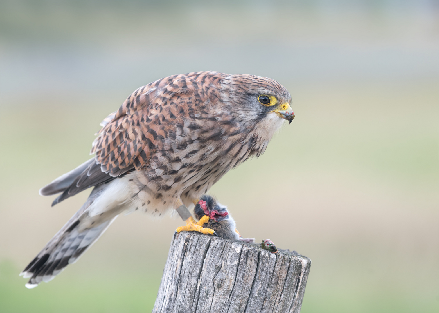 Turmfalke (Falco tinnunculus)