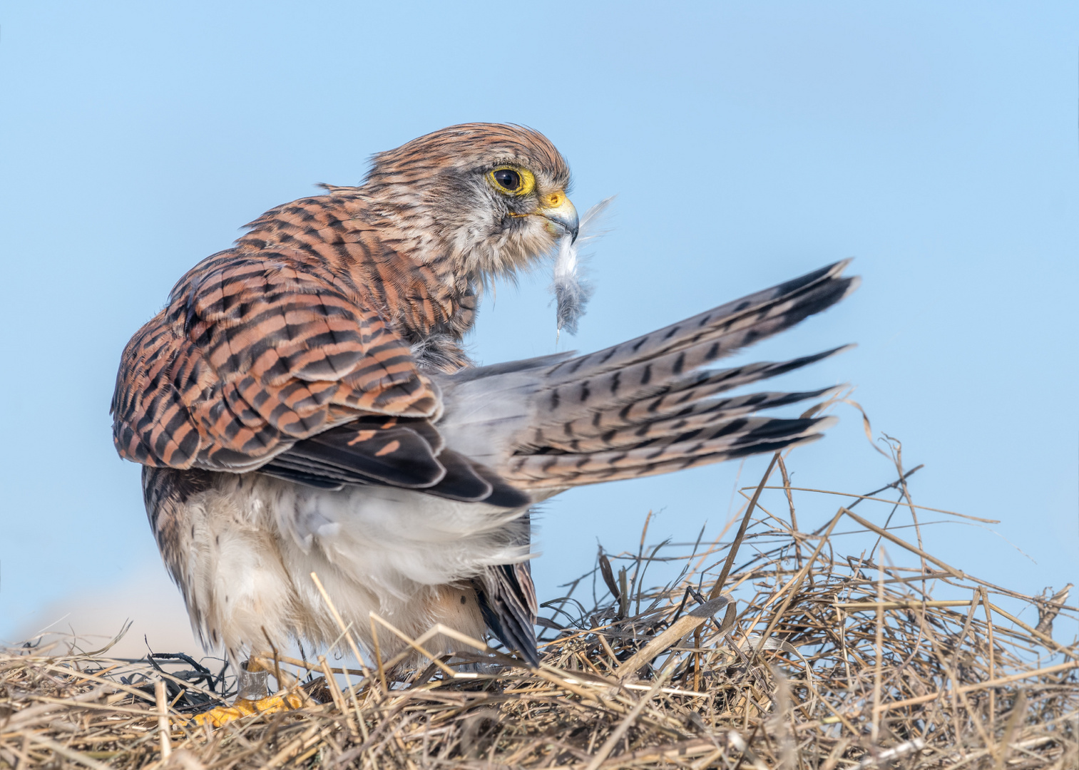 Turmfalke (Falco tinnunculus)