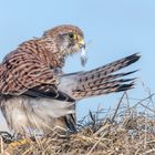 Turmfalke (Falco tinnunculus)