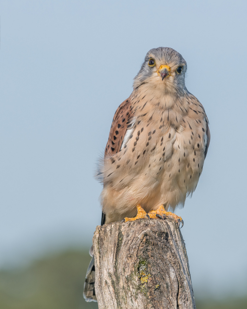 Turmfalke (Falco tinnunculus)