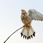  Turmfalke (Falco tinnunculus)