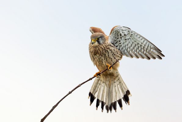  Turmfalke (Falco tinnunculus)