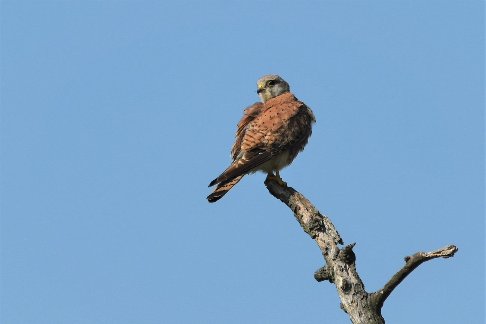 Turmfalke  (Falco tinnunculus)