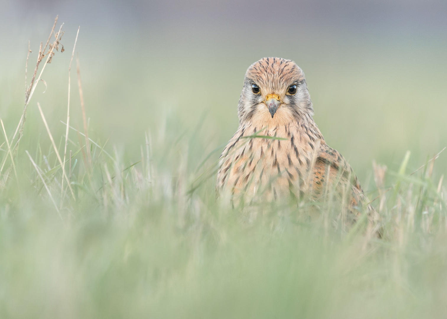 Turmfalke (Falco tinnunculus)