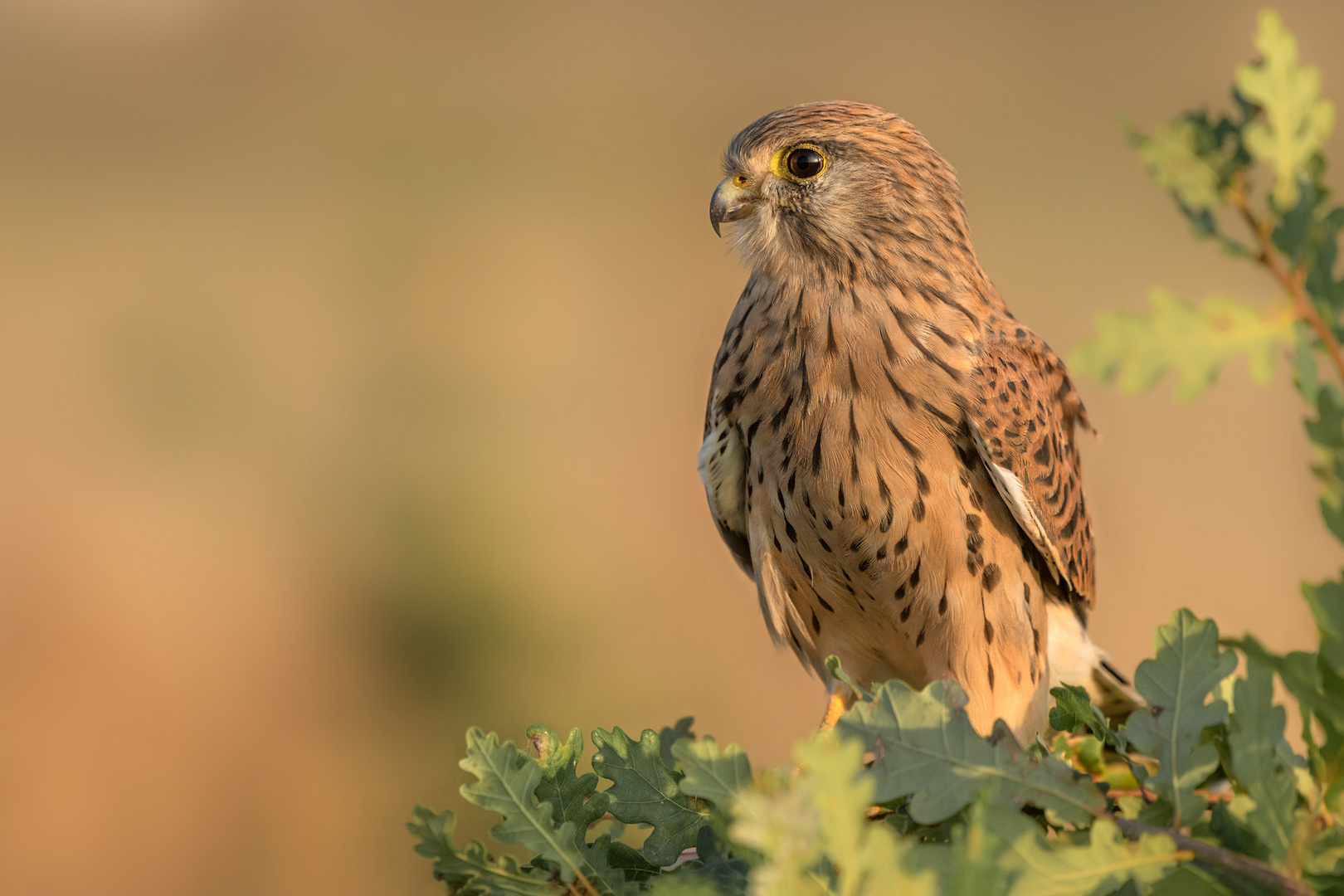 Turmfalke (Falco tinnunculus)