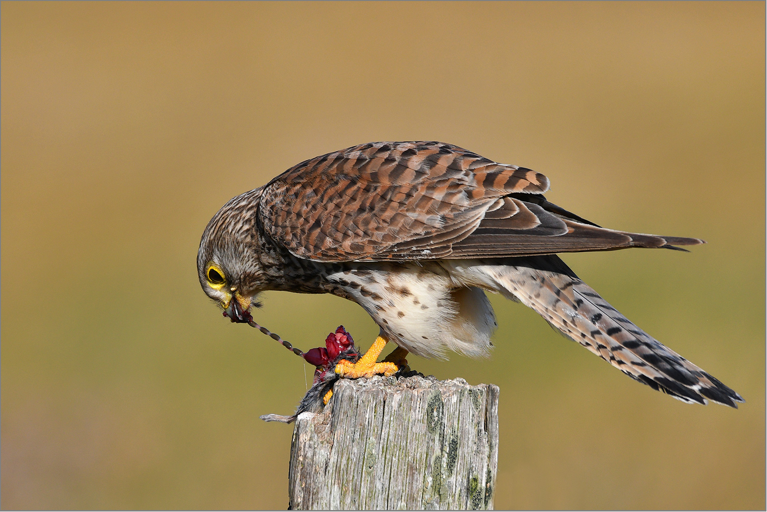 Turmfalke  -  Falco tinnunculus