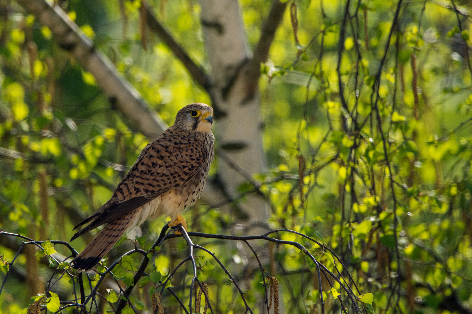 Turmfalke (Falco tinnunculus)