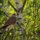 Turmfalke (Falco tinnunculus)