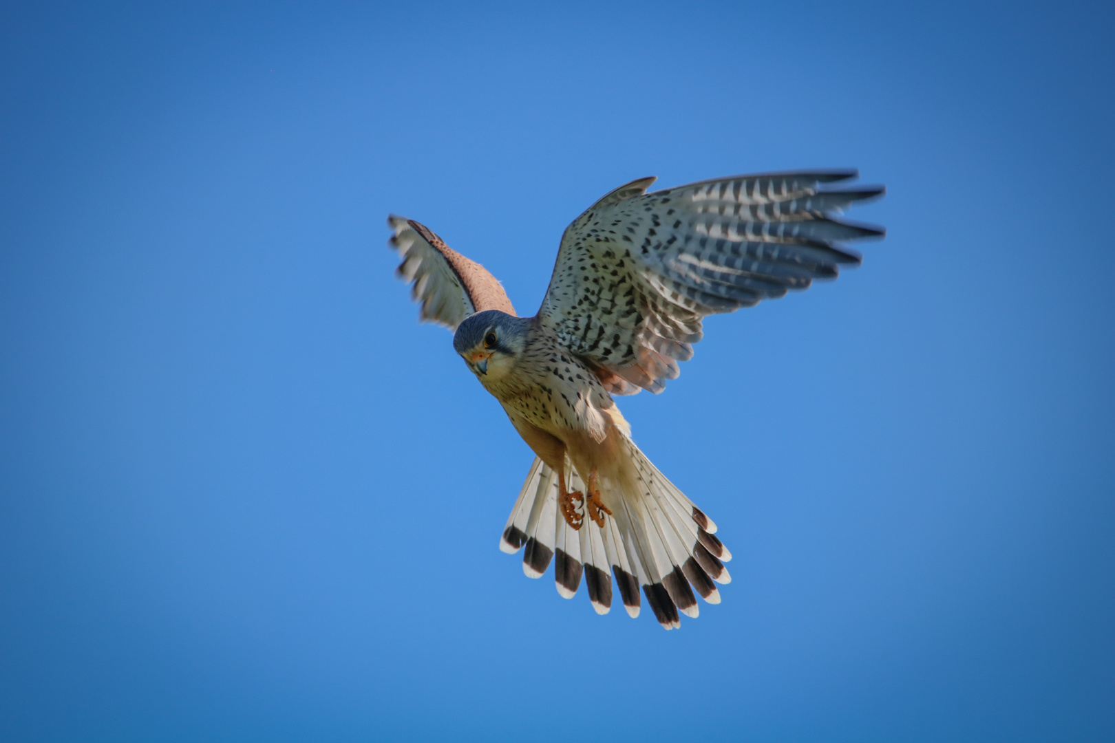 Turmfalke (Falco tinnunculus)