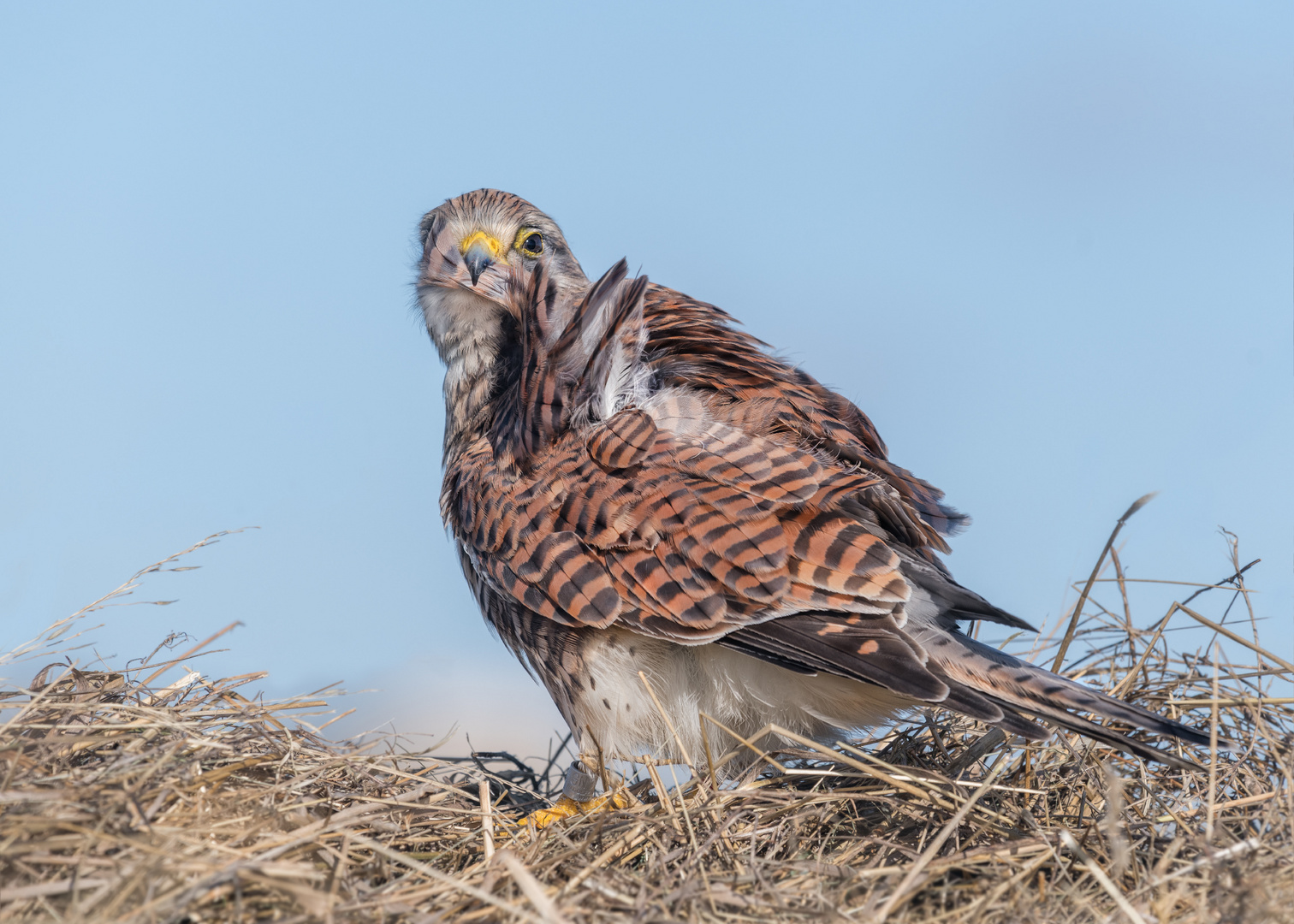 Turmfalke (Falco tinnunculus)