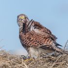 Turmfalke (Falco tinnunculus)