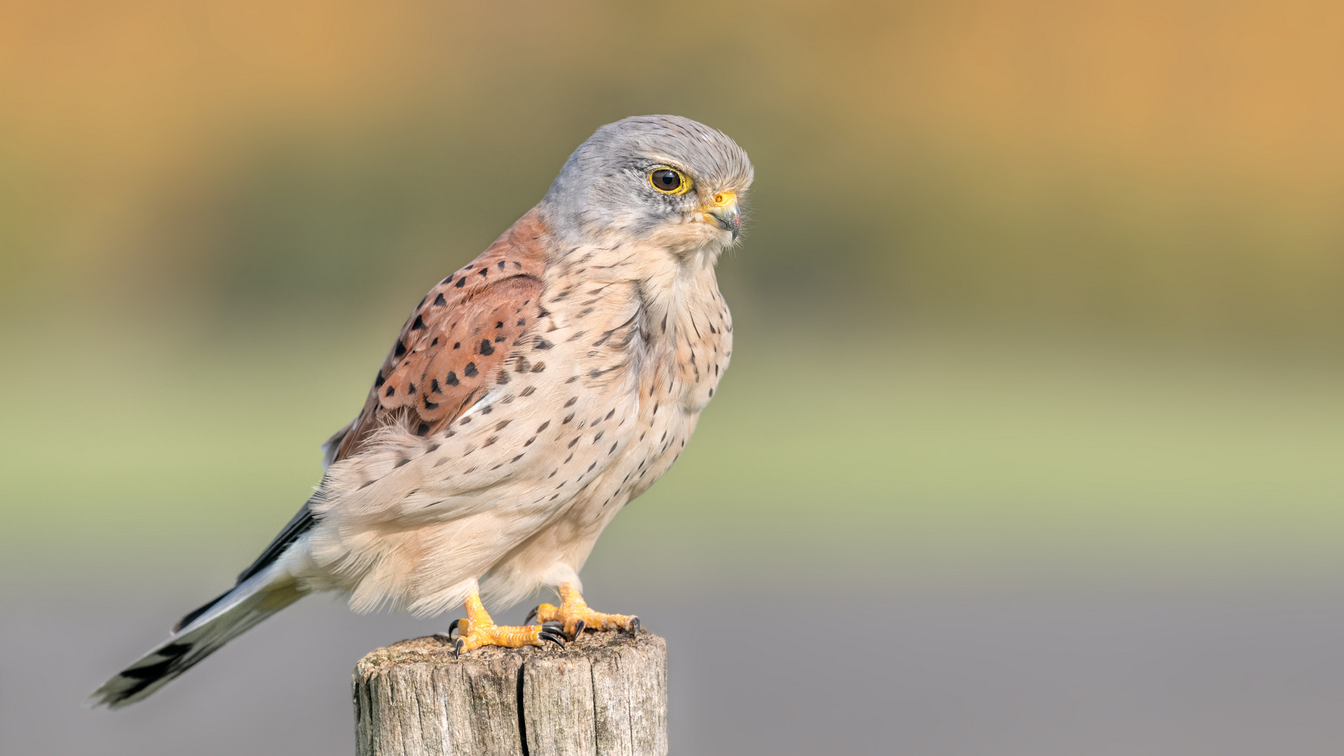 Turmfalke (Falco tinnunculus)