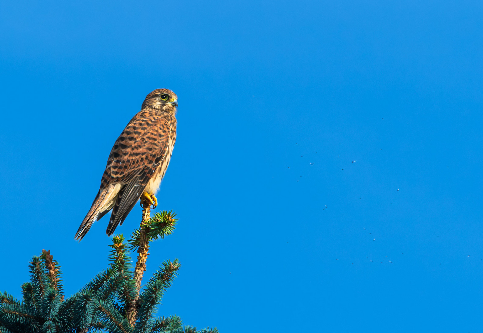 Turmfalke - Falco tinnunculus