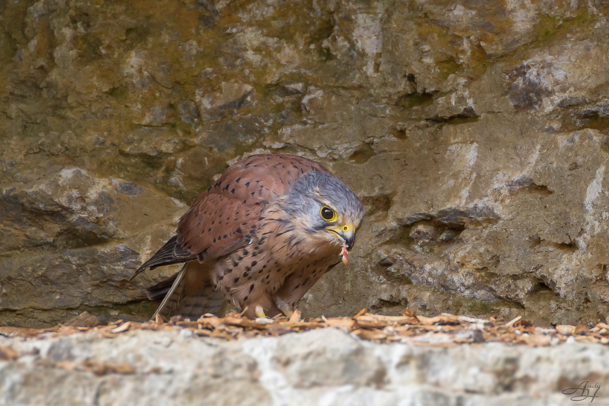 Turmfalke (Falco tinnunculus)