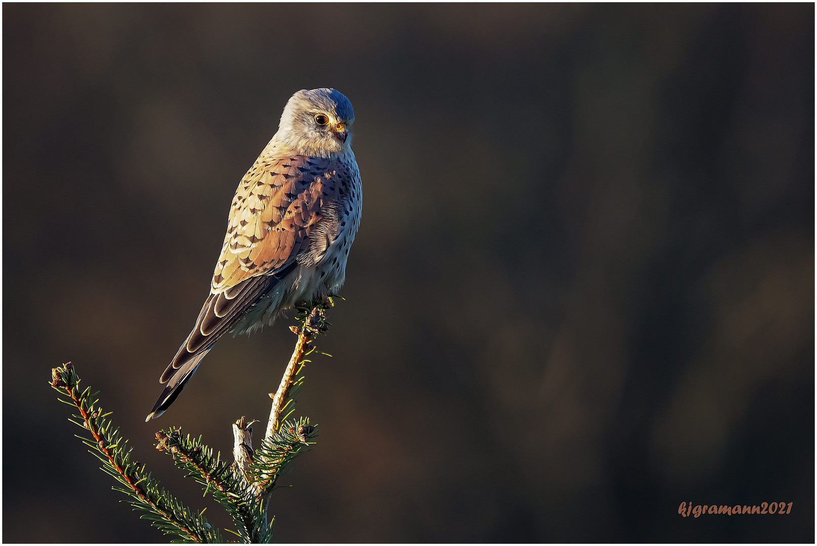 turmfalke (falco tinnunculus )  ....