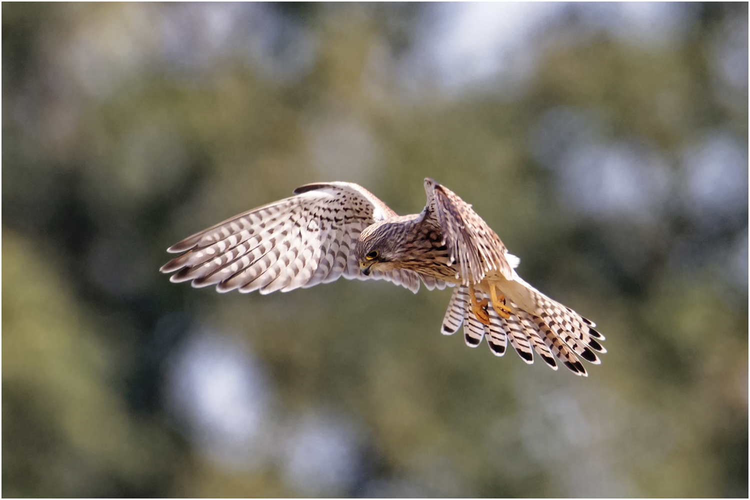 Turmfalke (Falco tinnunculus)