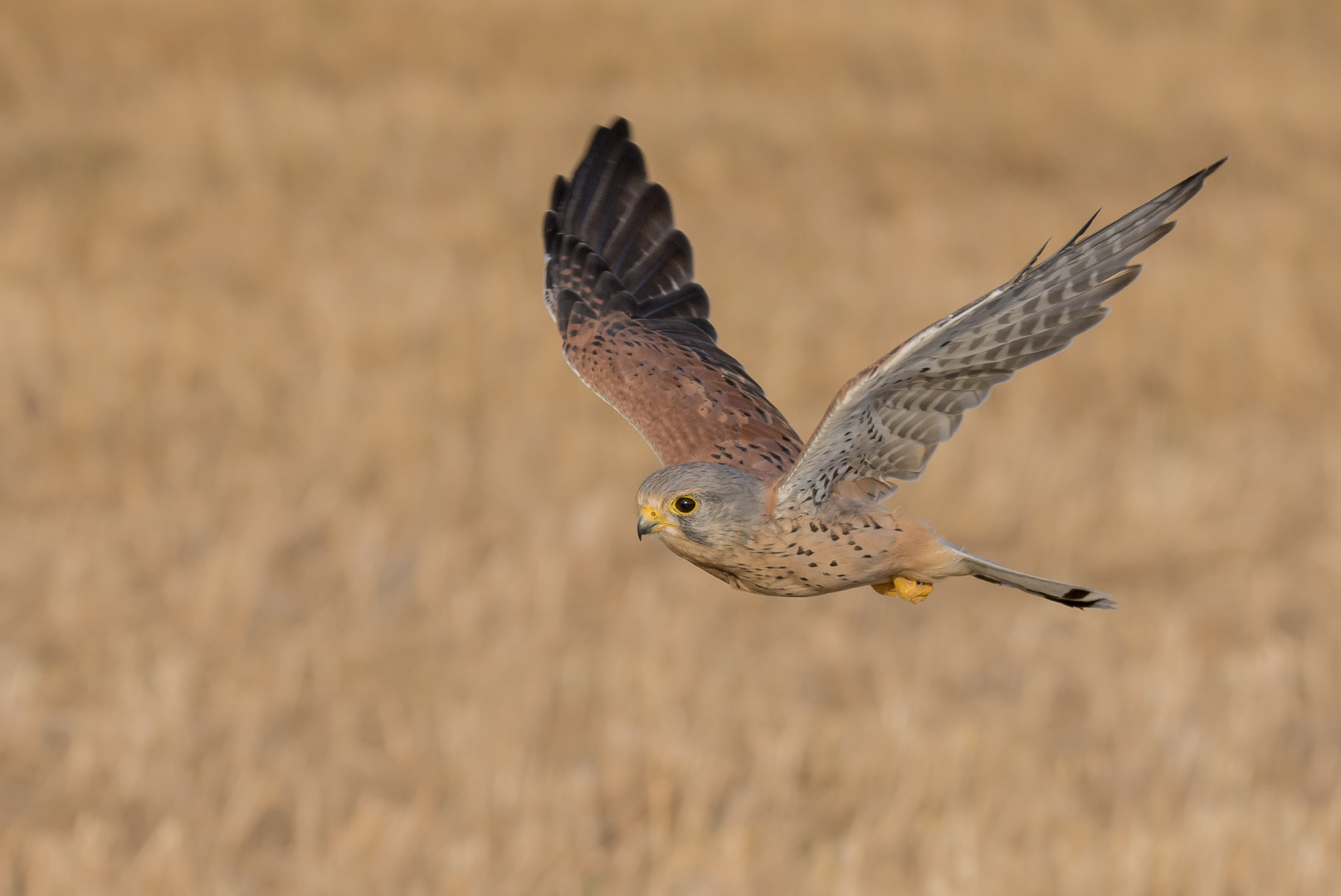 ~Turmfalke (Falco tinnunculus)~