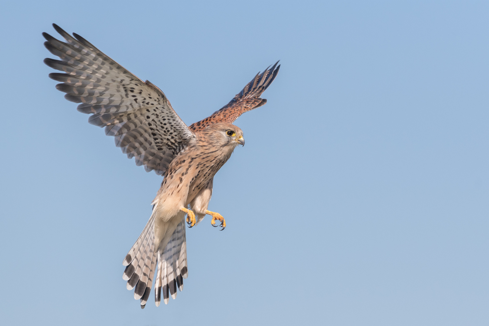 Turmfalke (Falco tinnunculus)