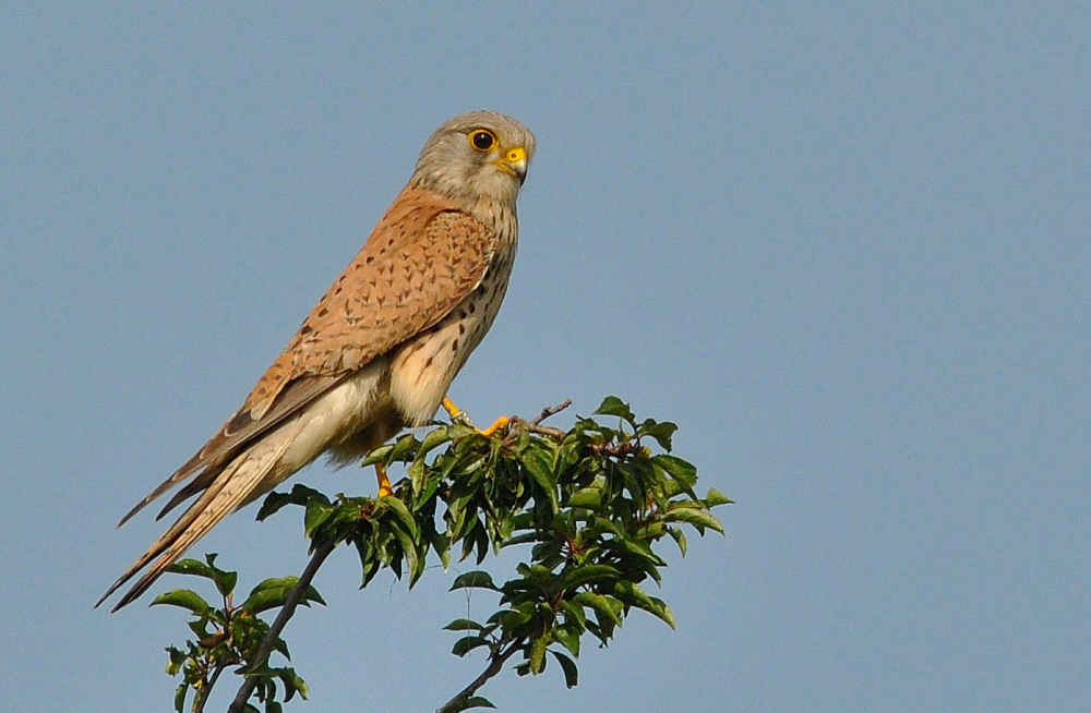 Turmfalke (Falco tinnunculus)